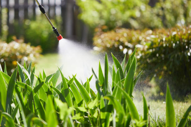 24/7 Emergency Termite Control experts in Derby, CO